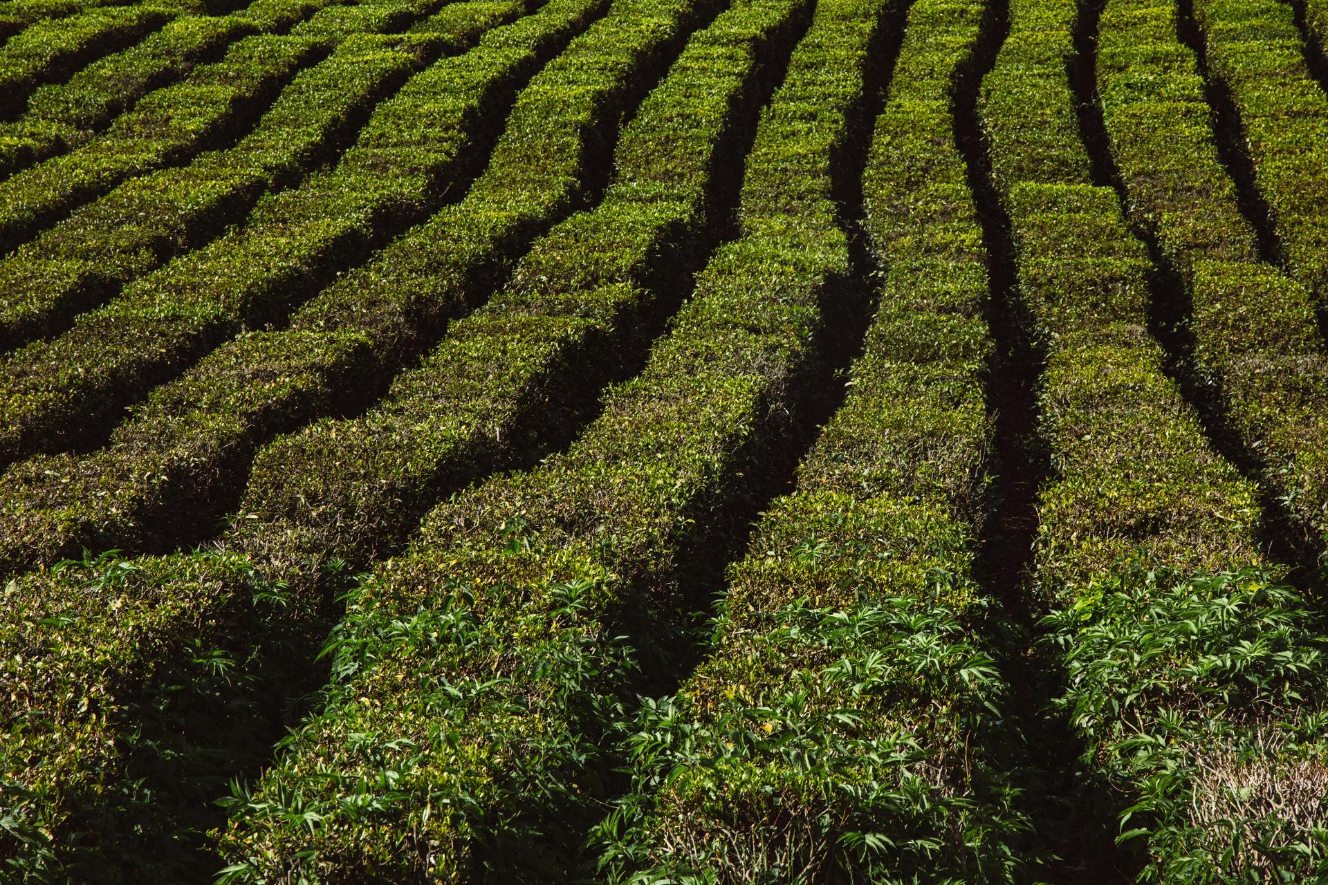 Traditional Japanese tea farm