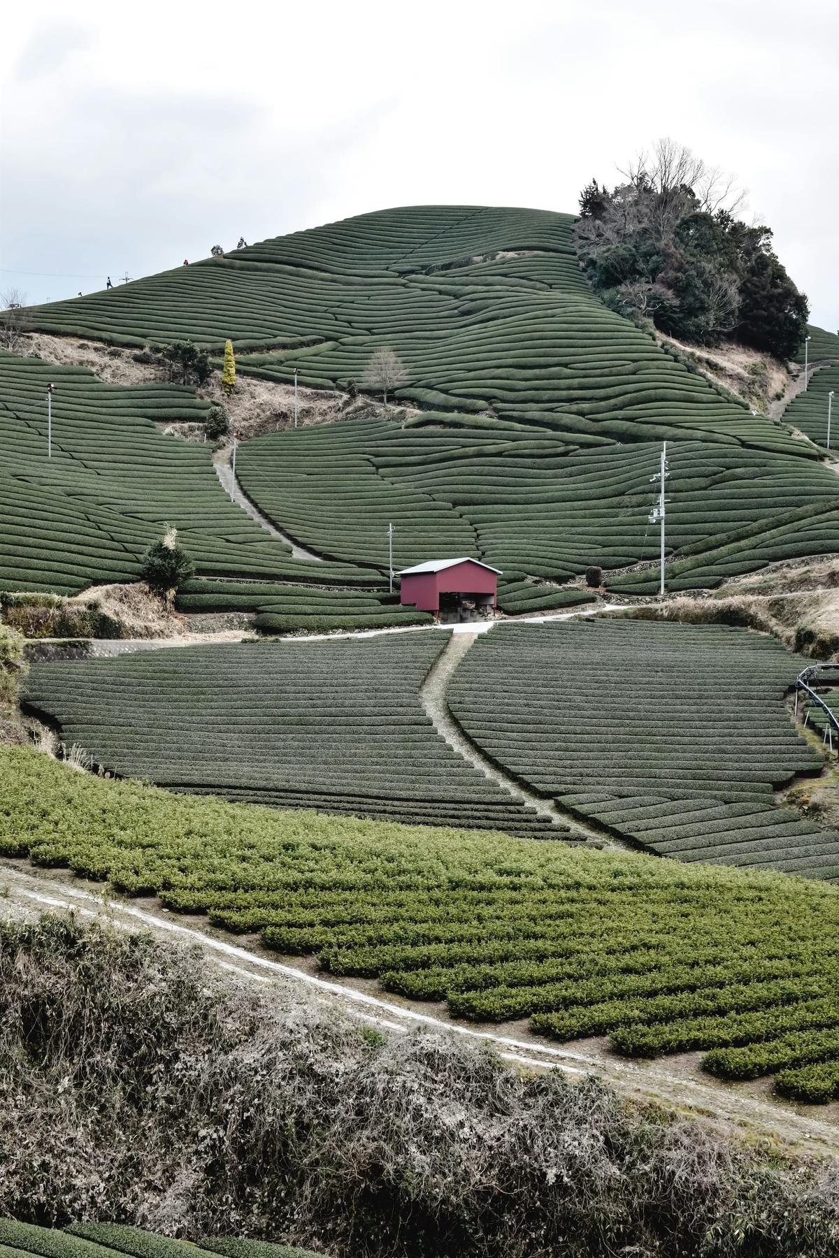 Green tea plantation on hillside