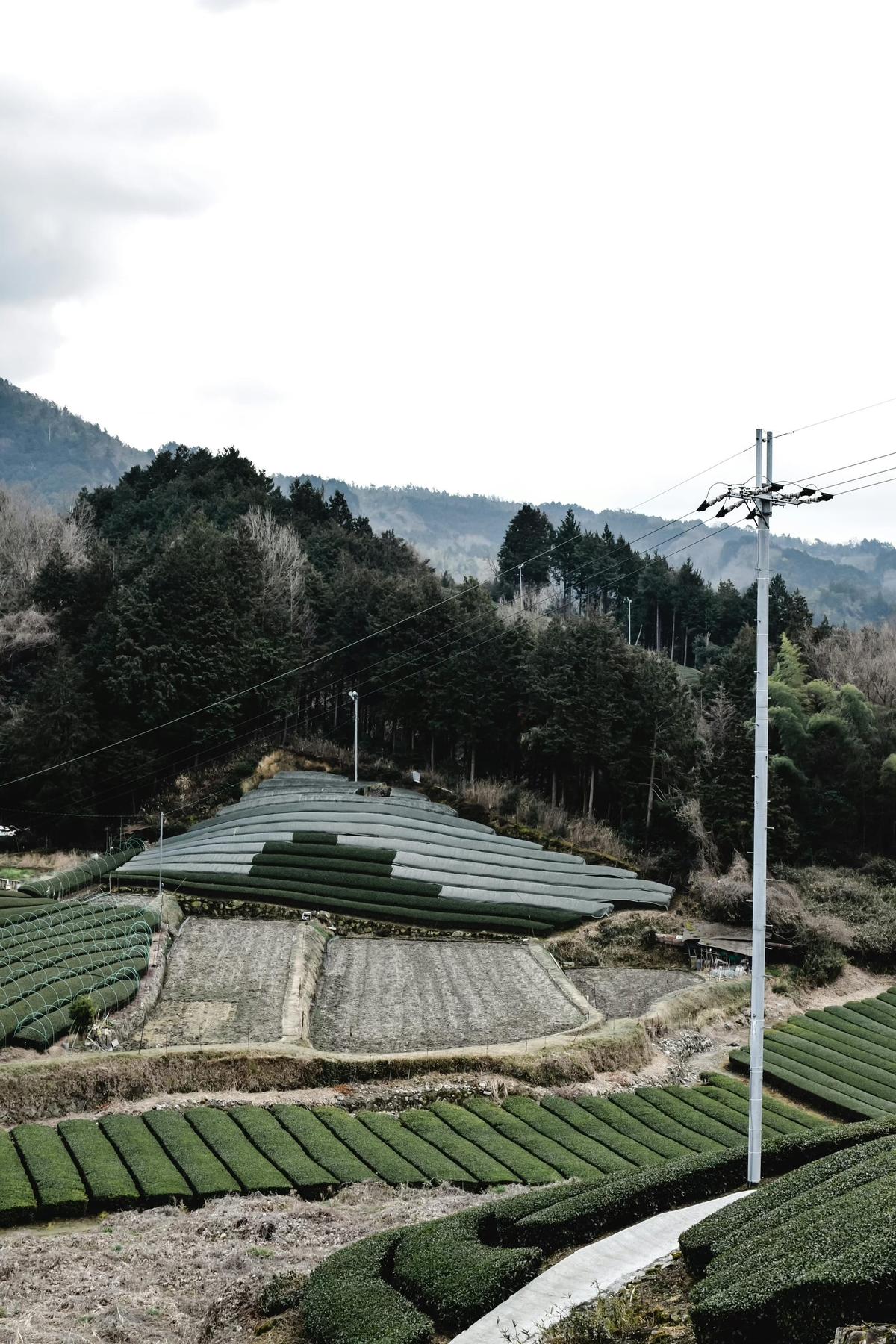 Lush green tea rows